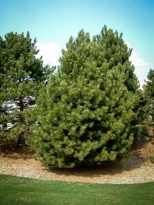 Сосна Чёрная (Pinus Nigra) купить по цене от 270.00р. в интернет-магазине «Посадика» с доставкой почтой в в Орлове и по всей России – [изображение №1].