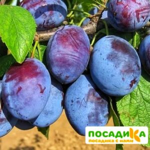 Слива Чачакская ранняя купить по цене от 229.00р. в интернет-магазине «Посадика» с доставкой почтой в в Орлове и по всей России – [изображение №1].