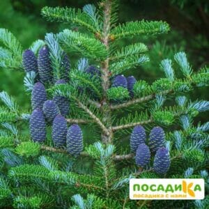 Пихта корейская (Abies koreana) купить по цене от 450.00р. в интернет-магазине «Посадика» с доставкой почтой в в Орлове и по всей России – [изображение №1].