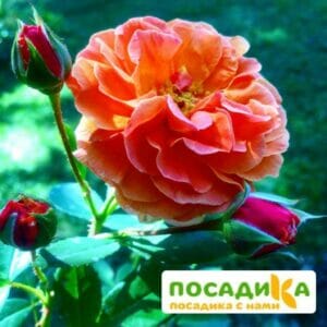 Роза Арабия купить по цене от 350.00р. в интернет-магазине «Посадика» с доставкой почтой в в Орлове и по всей России – [изображение №1].