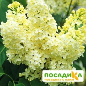 Сирень Примроуз (Primrose) купить по цене от 529.00р. в интернет-магазине «Посадика» с доставкой почтой в в Орлове и по всей России – [изображение №1].