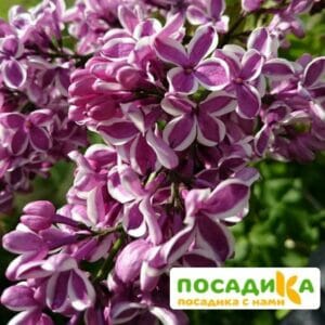 Сирень Сенсация купить по цене от 529.00р. в интернет-магазине «Посадика» с доставкой почтой в в Орлове и по всей России – [изображение №1].