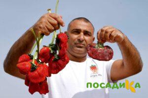 Клубника Гигант Джорнея купить по цене от 266р. в интернет-магазине «Посадика» с доставкой почтой в в Орлове и по всей России – [изображение №1].