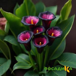 Калла Аура Лейс купить по цене от 400р. в интернет-магазине «Посадика» с доставкой почтой в в Орлове и по всей России – [изображение №1].