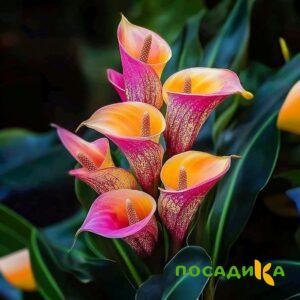 Калла Оникс купить по цене от 450р. в интернет-магазине «Посадика» с доставкой почтой в в Орлове и по всей России – [изображение №1].