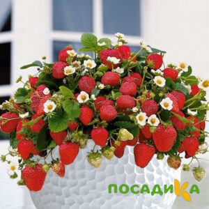 Клубника Рубиновый Шепот (горшечная) купить по цене от 240р. в интернет-магазине «Посадика» с доставкой почтой в в Орлове и по всей России – [изображение №1].