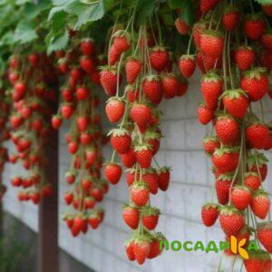 Клубника вьющаяся Комплимент купить по цене от 470р. в интернет-магазине «Посадика» с доставкой почтой в в Орлове и по всей России – [изображение №1].