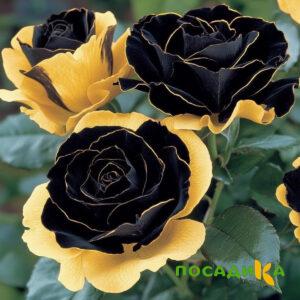 Роза Ханни Сикл купить по цене от 700р. в интернет-магазине «Посадика» с доставкой почтой в в Орлове и по всей России – [изображение №1].