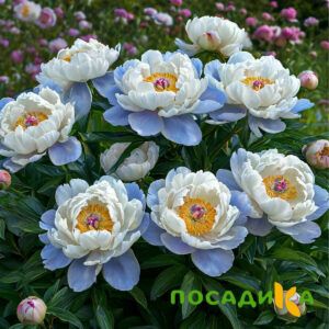 Пион акварельный Этюд купить по цене от 806р. в интернет-магазине «Посадика» с доставкой почтой в в Орлове и по всей России – [изображение №1].