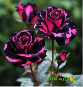 Роза Багровый Шепот купить по цене от 366р. в интернет-магазине «Посадика» с доставкой почтой в в Орлове и по всей России – [изображение №1].