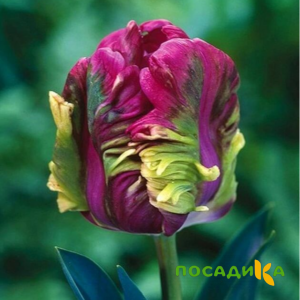 Тюльпан Экзотик Хэвен купить по цене от 186р. в интернет-магазине «Посадика» с доставкой почтой в в Орлове и по всей России – [изображение №1].