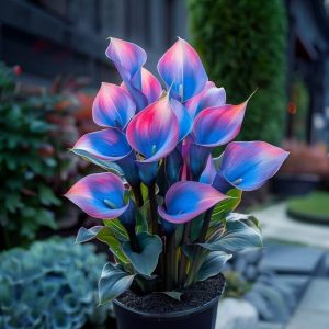 Калла Импрессия купить по цене от 590р. в интернет-магазине «Посадика» с доставкой почтой в в Орлове и по всей России – [изображение №1].