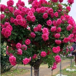 Роза Версаля купить по цене от 232р. в интернет-магазине «Посадика» с доставкой почтой в в Орлове и по всей России – [изображение №1].