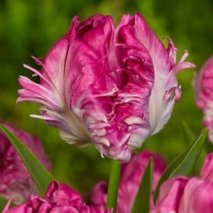 Тюльпан махровый Кул Кристал купить по цене от 400р. в интернет-магазине «Посадика» с доставкой почтой в в Орлове и по всей России – [изображение №1].